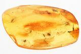 Three Fossil Fungus Gnats a Moth Fly in Baltic Amber #325461-1